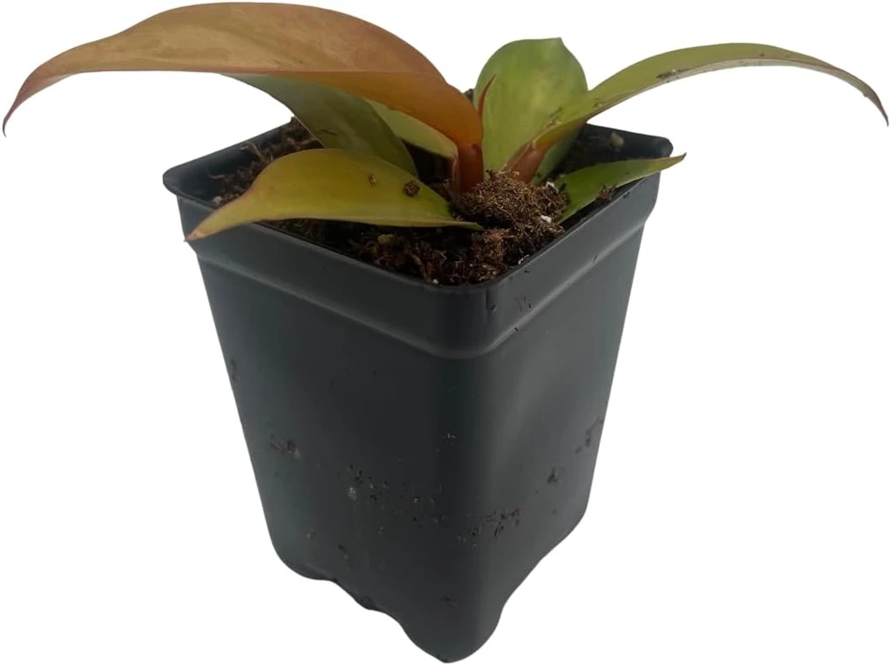 Cherry Red Philodendron Live Plant – 2.5 inch Pot – Indoor Houseplant - Image 1