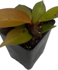 Cherry Red Philodendron Live Plant – 2.5 inch Pot – Indoor Houseplant - Image 2