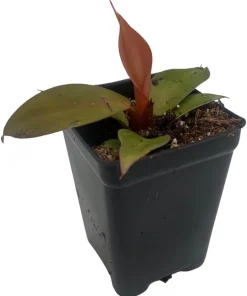Cherry Red Philodendron Live Plant – 2.5 inch Pot – Indoor Houseplant - Image 3