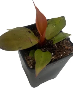 Cherry Red Philodendron Live Plant – 2.5 inch Pot – Indoor Houseplant - Image 4