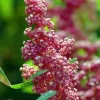 Cherry Vanilla Inca Wheat Quinoa Seeds - 100 Seeds - Heirloom, Edible - Image 1