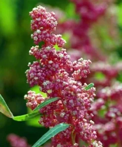 Cherry Vanilla Inca Wheat Quinoa Seeds - 100 Seeds - Heirloom, Edible - Image 1