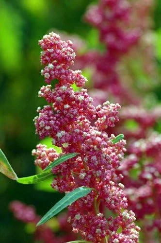 Cherry Vanilla Inca Wheat Quinoa Seeds - 100 Seeds - Heirloom, Edible - Image 1