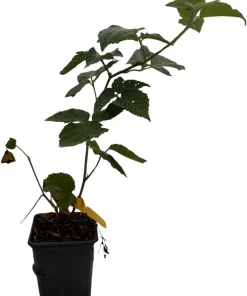 Chester Thornless Blackberry Plant - Live Plant, 3.25