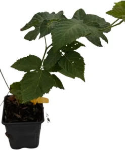 Chester Thornless Blackberry Plant - Live Plant, 3.25