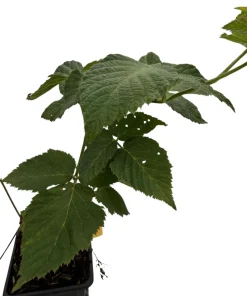 Chester Thornless Blackberry Plant - Live Plant, 3.25