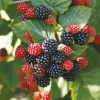 Chester Thornless Blackberry Plant - Live Plant, 3.25" Pot, Zones 5-8 - Image 1