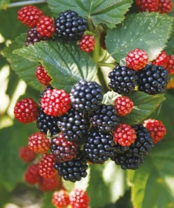 Chester Thornless Blackberry Plant - Live Plant, 3.25