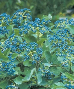 Chicago Lustre Viburnum Shrub Live Plant - 10-18" Tall, 2.5" Pot - Image 2