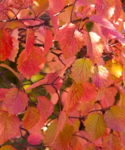 Chicago Lustre Viburnum Shrub Live Plant - 10-18