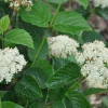 Chicago Lustre Viburnum Shrub Live Plant - 10-18" Tall, 2.5" Pot - Image 1