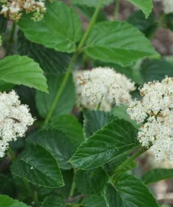 Chicago Lustre Viburnum Shrub Live Plant - 10-18