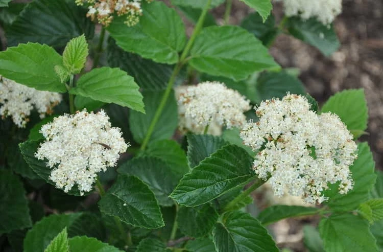 Chicago Lustre Viburnum Shrub Live Plant - 10-18" Tall, 2.5" Pot - Image 1