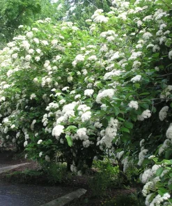 Chicago Lustre Viburnum Shrub Live Plant - 10-18