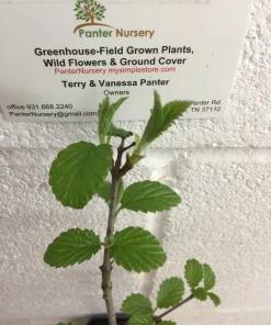 Chicago Lustre Viburnum Shrub Live Plant - 10-18