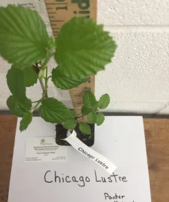 Chicago Lustre Viburnum Shrub Live Plant - 10-18