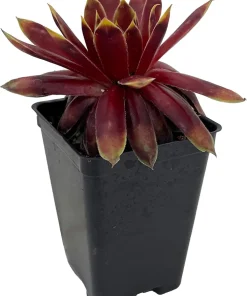 Chick Charms Gold Rush Sempervivum Live Plant - 2.5" Pot - Outdoor Succulent - Image 2