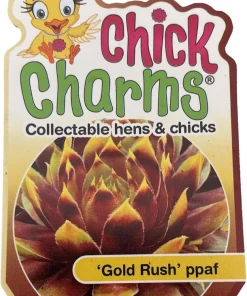 Chick Charms Gold Rush Sempervivum Live Plant - 2.5
