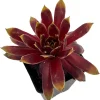 Chick Charms Gold Rush Sempervivum Live Plant - 2.5" Pot - Outdoor Succulent - Image 1