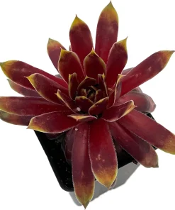 Chick Charms Gold Rush Sempervivum Live Plant - 2.5