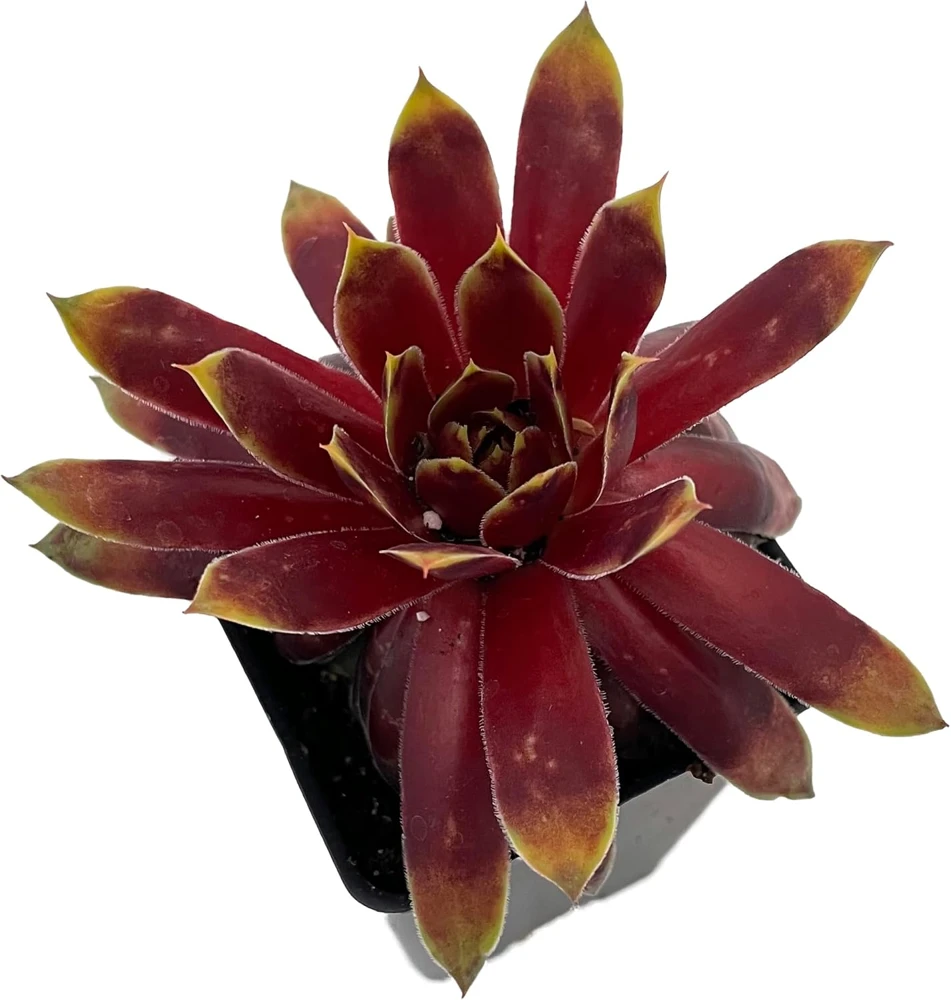 Chick Charms Gold Rush Sempervivum Live Plant - 2.5" Pot - Outdoor Succulent - Image 1