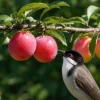 Chickasaw Plum Tree Live Plant - 10-16" Tall - 4" Pot - Native Fruit Bush - Image 1