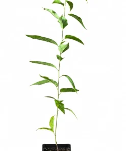 Chickasaw Plum Tree Live Plant - 10-16