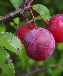 Chickasaw Plum Tree Live Plant - 10-16