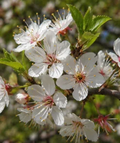 Chickasaw Plum Tree Live Plant - 10-16