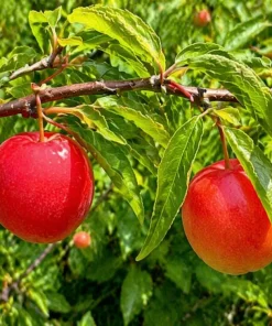 Chickasaw Plum Tree Live Plant - 10-16