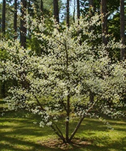 Chickasaw Plum Tree Live Plant - 10-16