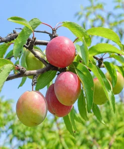 Chickasaw Plum Tree Live Plant - 10-16