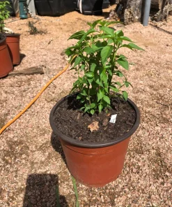 Chile Pequin Live Plant - Capsicum annuum Hot Pepper - 1 Gallon Pot, Outdoor - Image 2