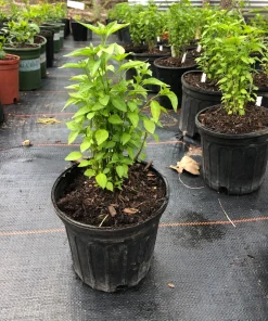 Chile Pequin Live Plant - Capsicum annuum Hot Pepper - 1 Gallon Pot, Outdoor - Image 4
