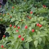 Chile Pequin Live Plant - Capsicum annuum Hot Pepper - 1 Gallon Pot, Outdoor - Image 1