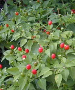 Chile Pequin Live Plant - Hot Pepper Plant - 4 Inch Pot - Edible - Image 1