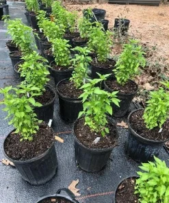 Chile Pequin Live Plant - Hot Pepper Plant - 4 Inch Pot - Edible - Image 2