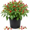 Chile Pequin Pepper Plant Live - 3-6 Inch Red Chili Seedling for Garden & Containers - Image 1