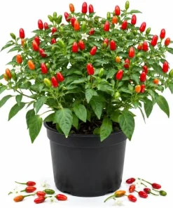 Chile Pequin Pepper Plant Live - 3-6 Inch Red Chili Seedling for Garden & Containers - Image 1