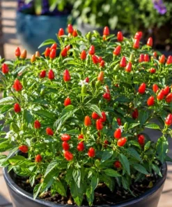 Chile Pequin Pepper Plant Live - 3-6 Inch Red Chili Seedling for Garden & Containers - Image 4