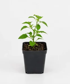 Chile Pequin Pepper Plant Live - 3-6 Inch Red Chili Seedling for Garden & Containers - Image 6