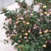Chilean Guava Live Plant - Ugni molinae - Edible Fruit Shrub - 4 inch Pot - Outdoor - Image 1