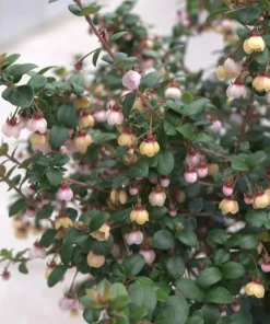 Chilean Guava Live Plant - Ugni molinae - Edible Fruit Shrub - 4 inch Pot - Outdoor - Image 1