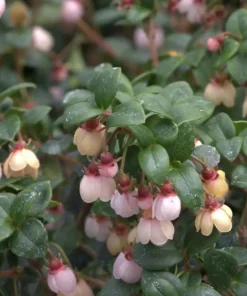 Chilean Guava Live Plant - Ugni molinae - Edible Fruit Shrub - 4 inch Pot - Outdoor - Image 2