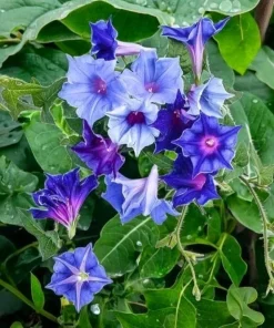 Chilean Morning Glory Seeds - 100pcs Mixed Color Blooms, Perennial Climbing Vine, Outdoor - Image 2