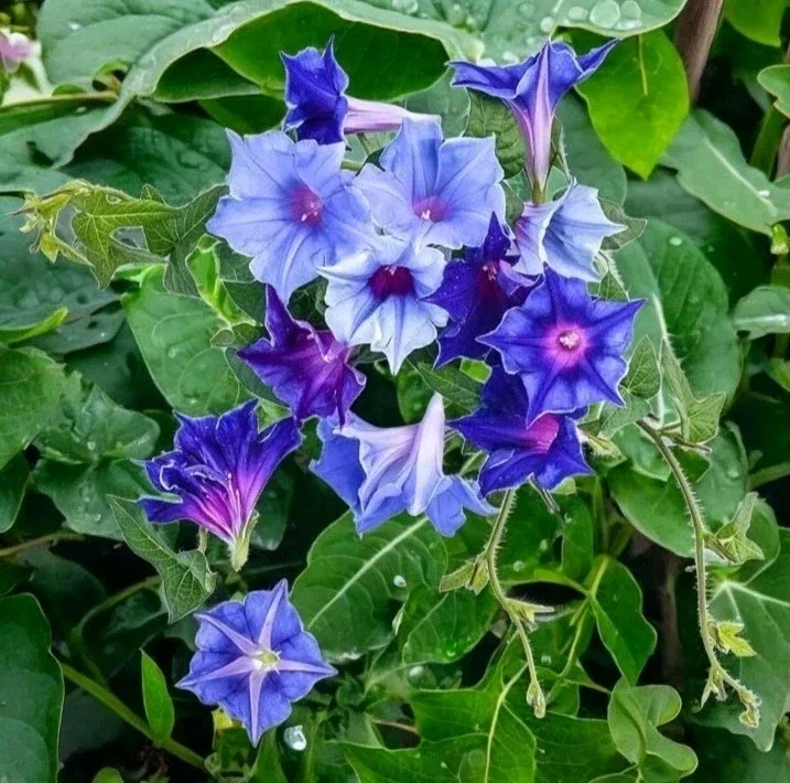 Chilean Morning Glory Seeds - 100pcs Mixed Color Blooms, Perennial Climbing Vine, Outdoor - Image 2