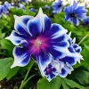 Chilean Morning Glory Seeds - 100pcs Mixed Color Blooms, Perennial Climbing Vine, Outdoor - Image 1