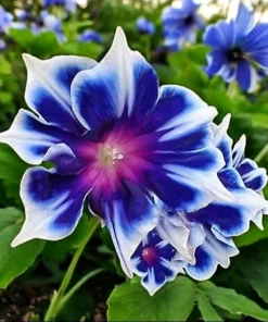 Chilean Morning Glory Seeds - 100pcs Mixed Color Blooms, Perennial Climbing Vine, Outdoor - Image 1