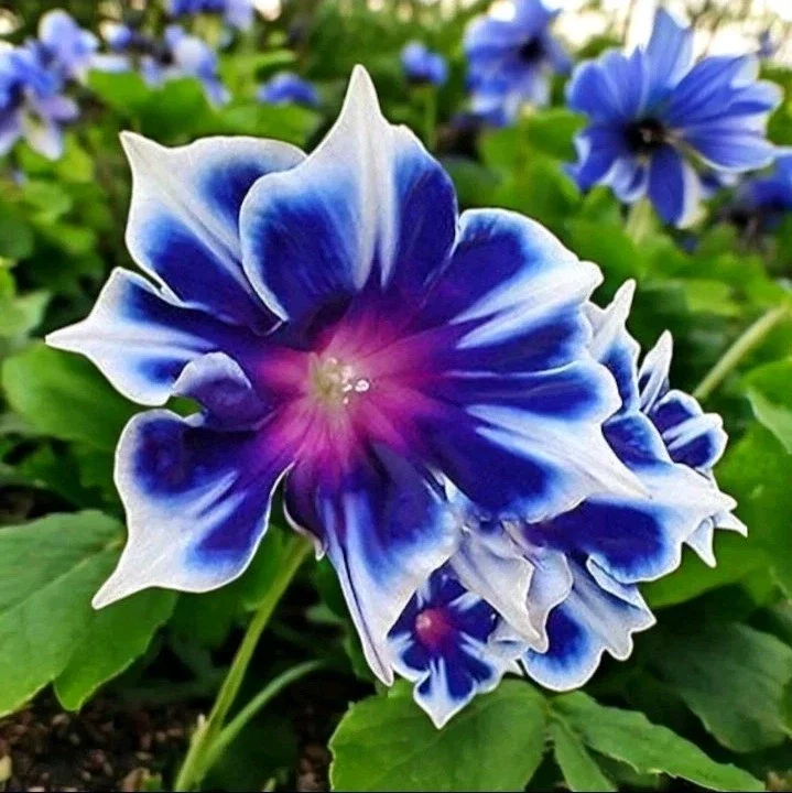 Chilean Morning Glory Seeds - 100pcs Mixed Color Blooms, Perennial Climbing Vine, Outdoor - Image 1