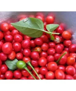 Chilepin Chili Live Plant - Hot Red Organic - 4 inch Pot - Image 2